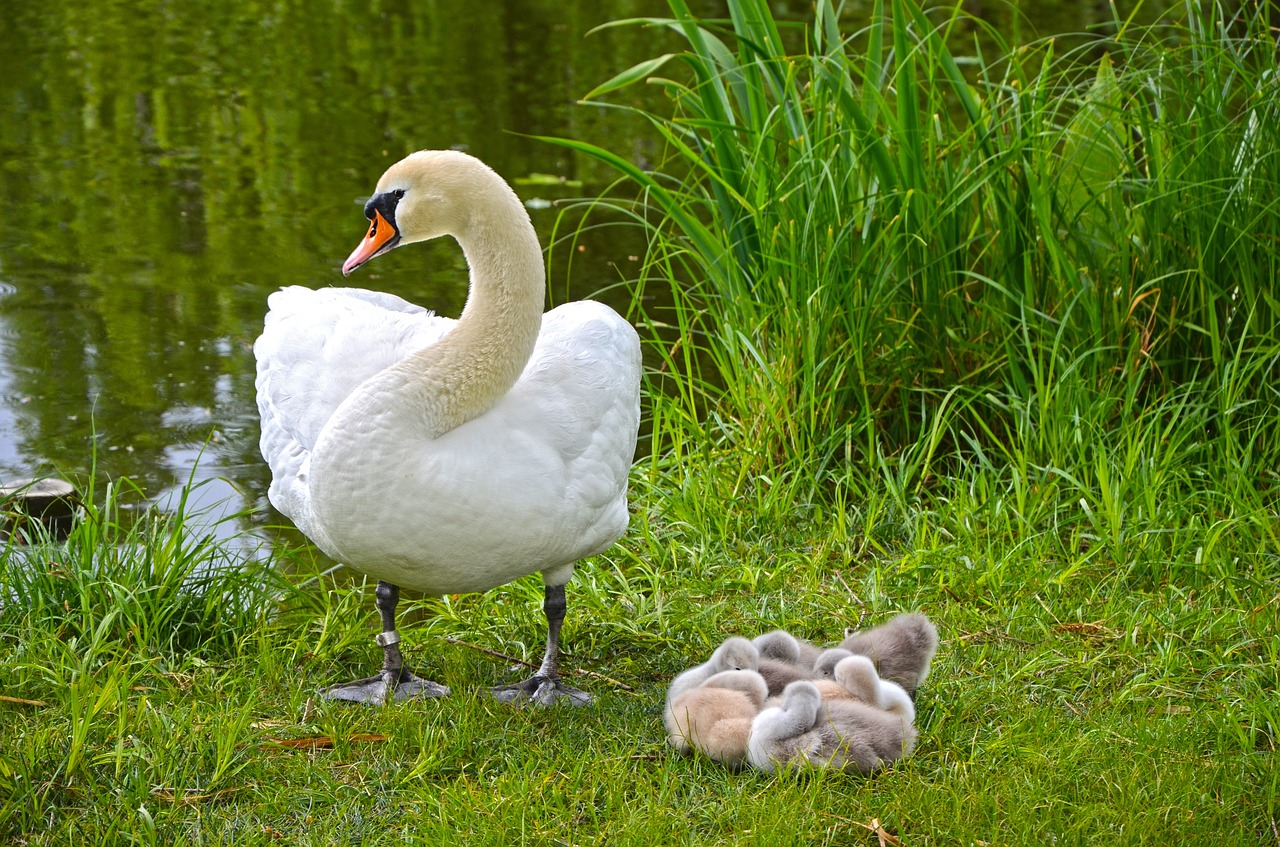 swan family chicks free photo