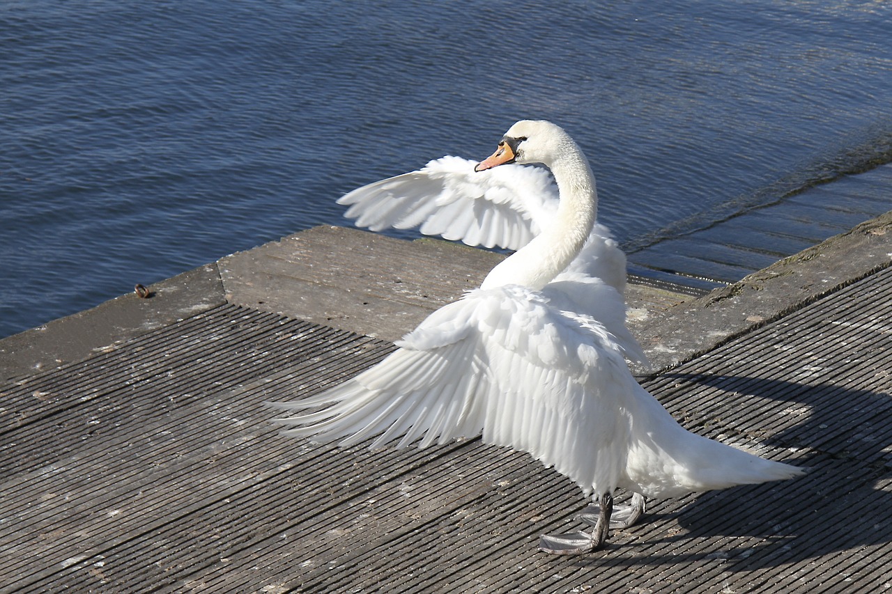 swan wing bird free photo