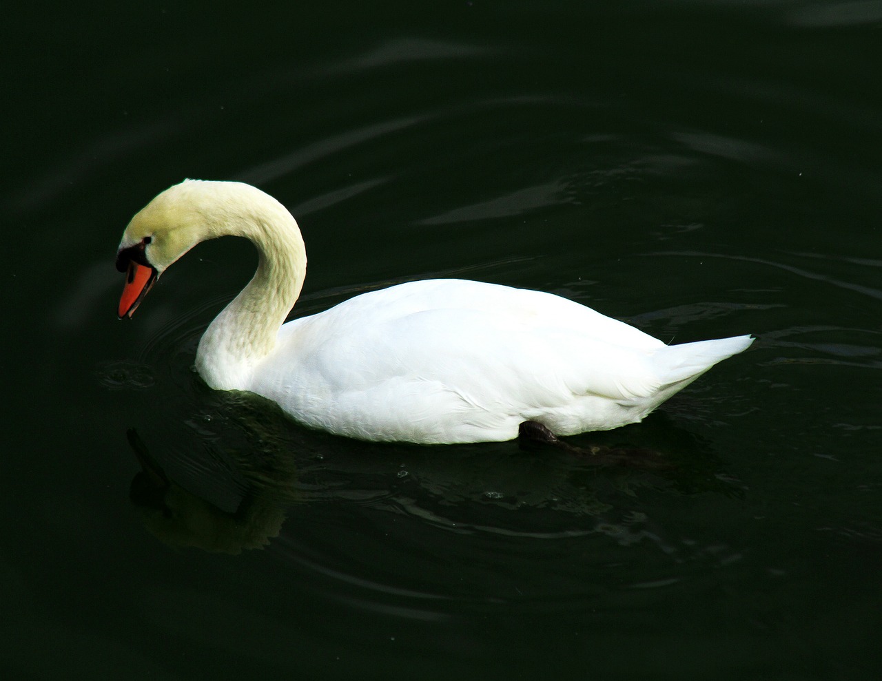 swan bird na free photo