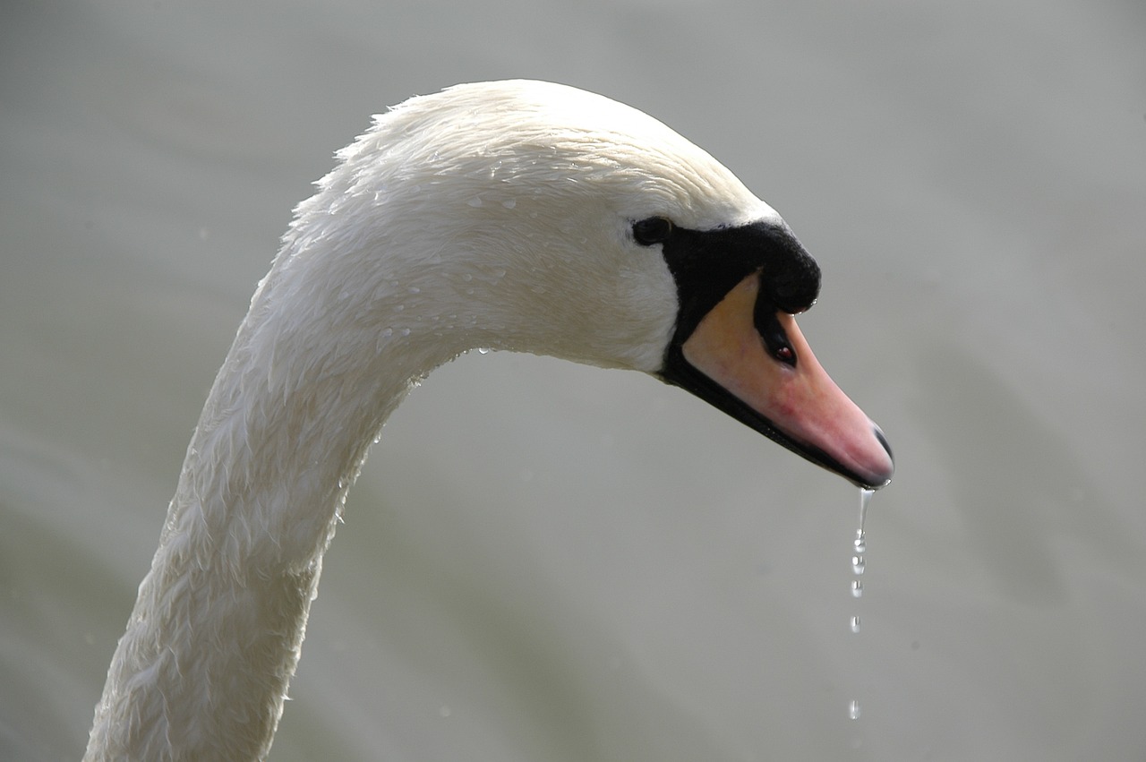 swan lake s free photo