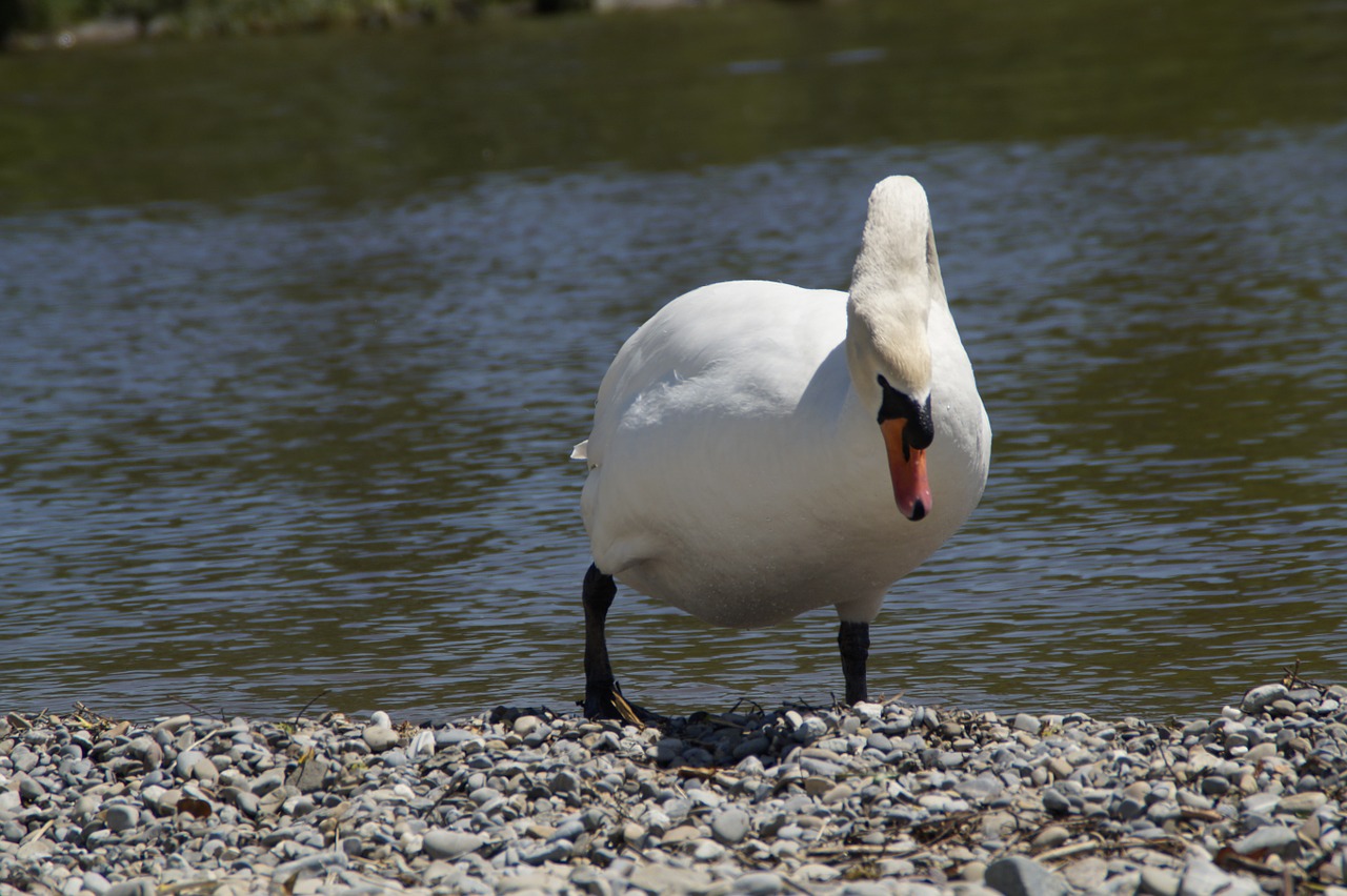 swan white bank free photo