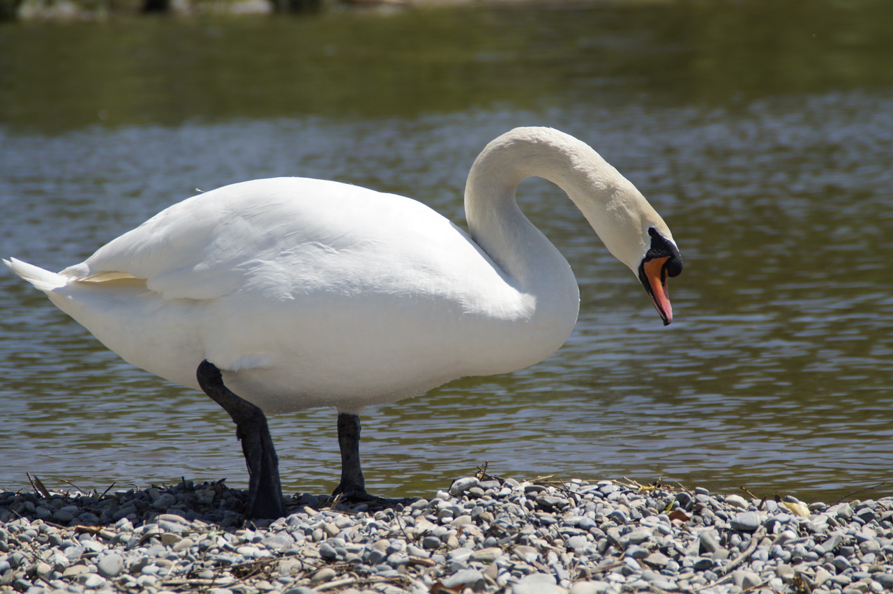 swan white bank free photo