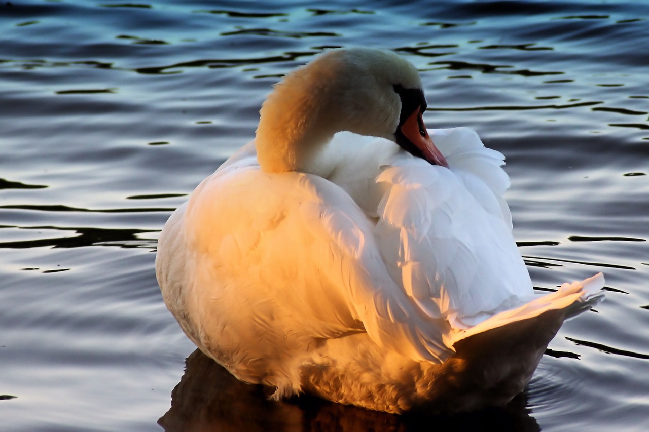 swan sunbeam sunset free photo