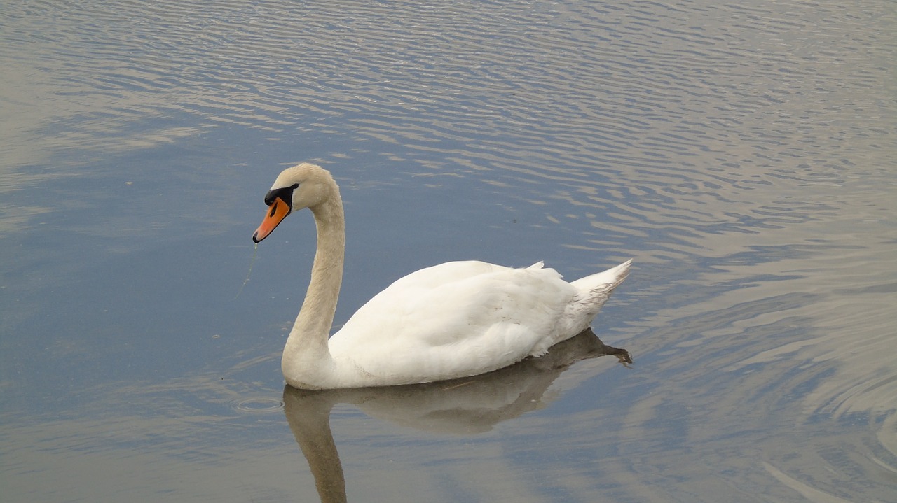 swan white feathers wildlife free photo