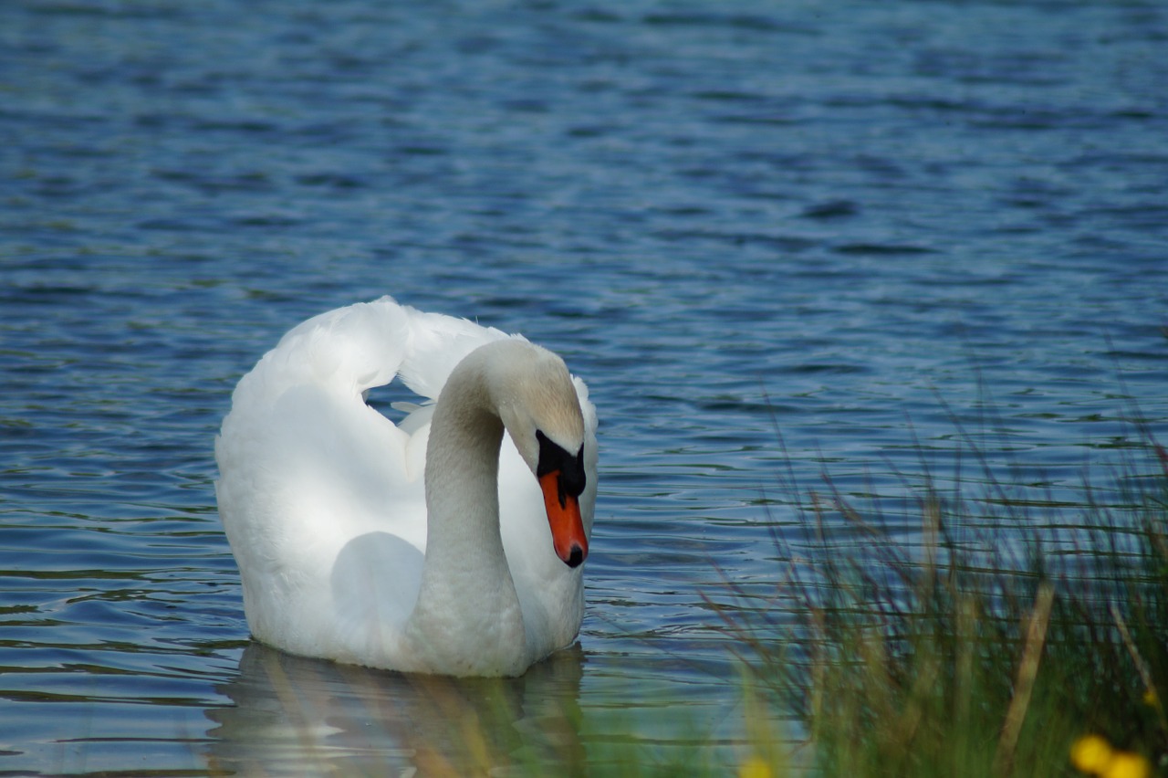 swan nature water free photo