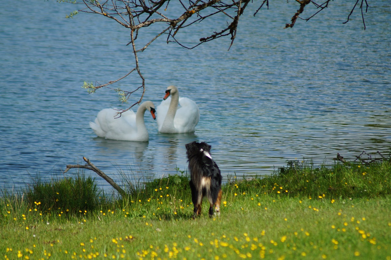 swan dog water free photo