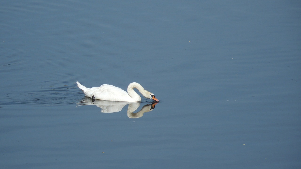 swan reflection water free photo