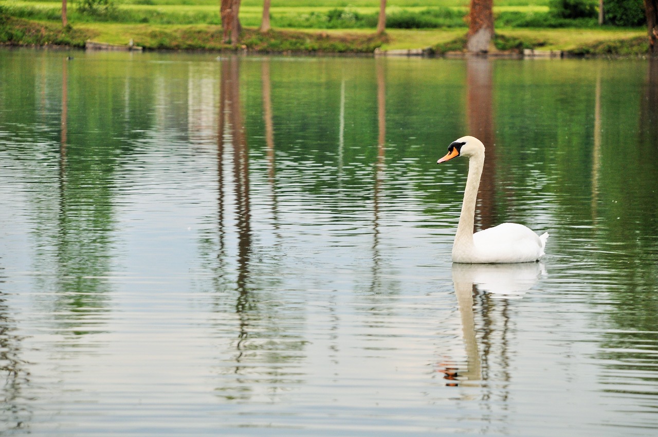 swan pond nature free photo