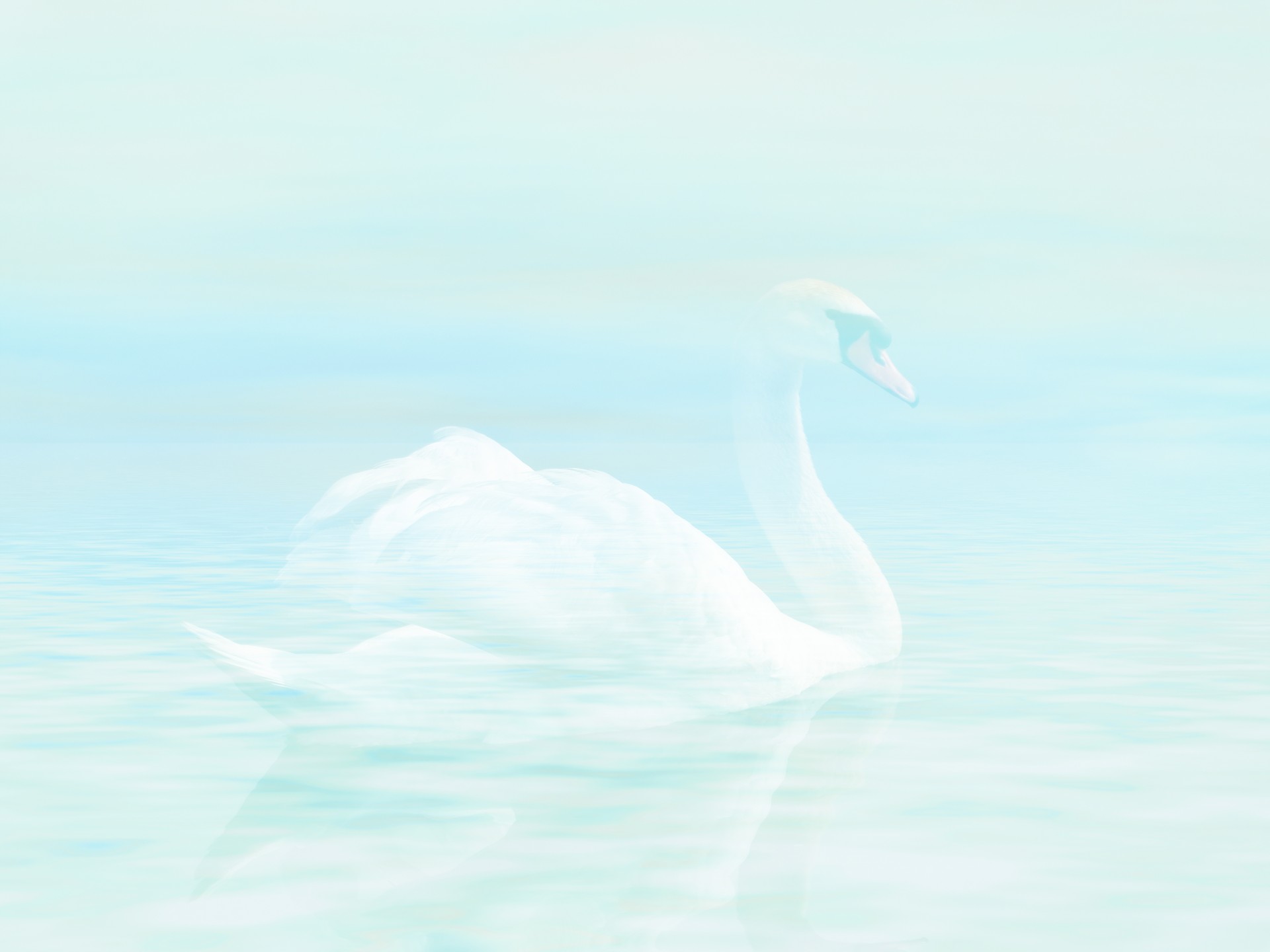 swan water sky free photo