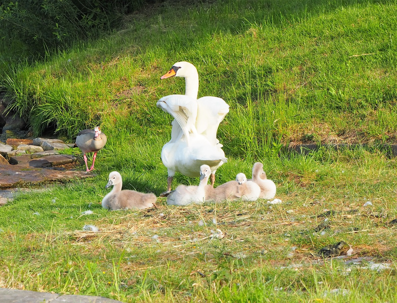 swan chicks family free photo