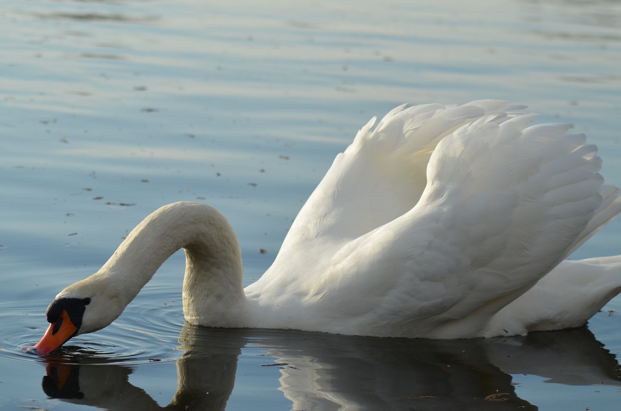swan pond white free photo