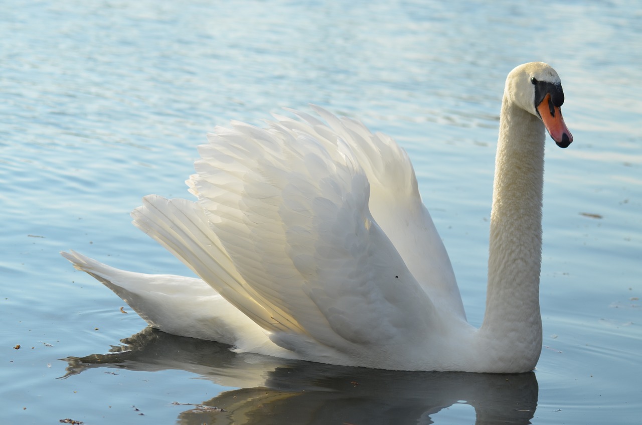 swan pond white free photo