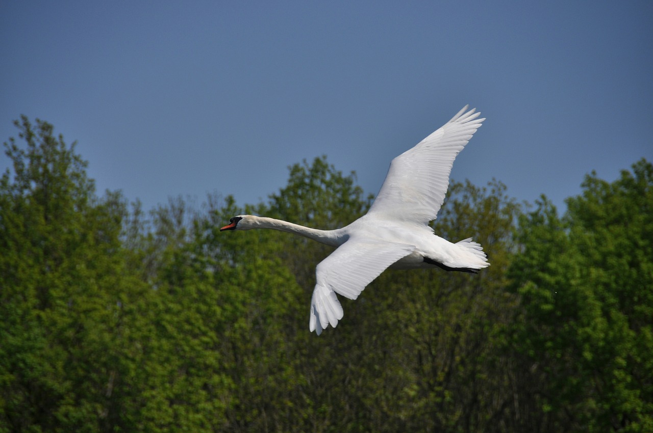 swan flight spring free photo