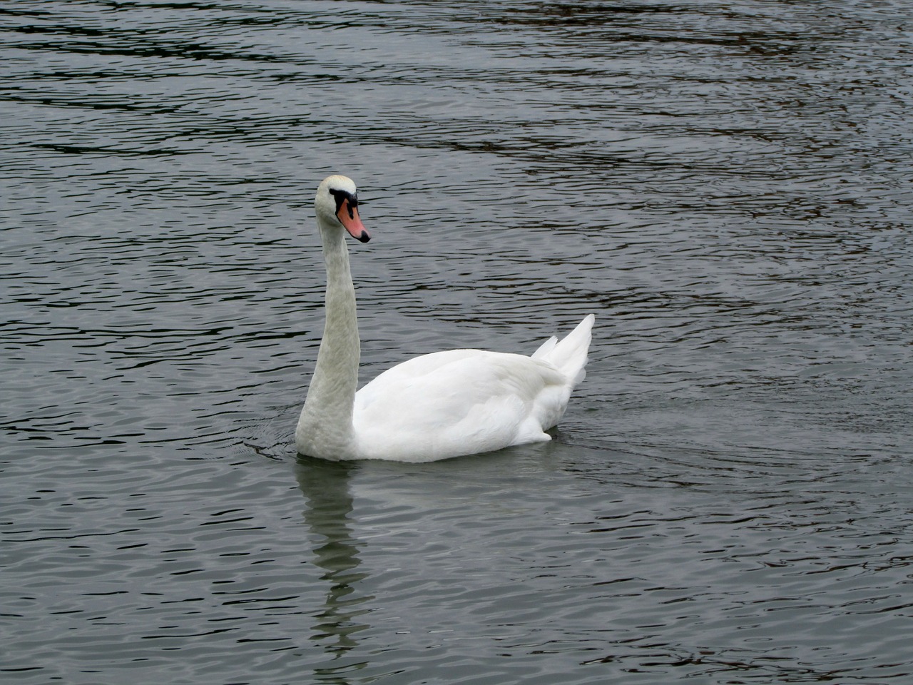 swan water bird bird free photo