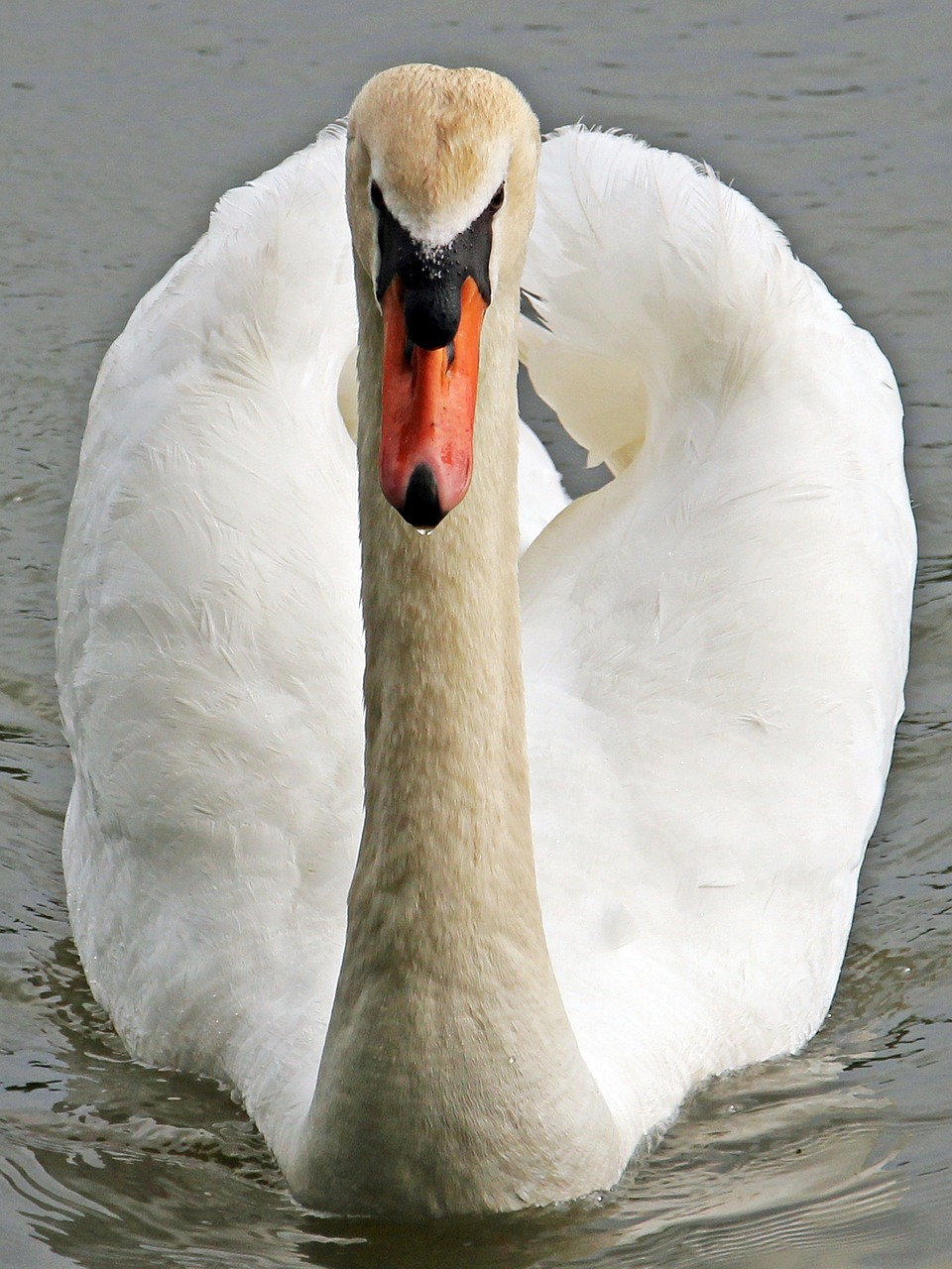 swan pond nature free photo