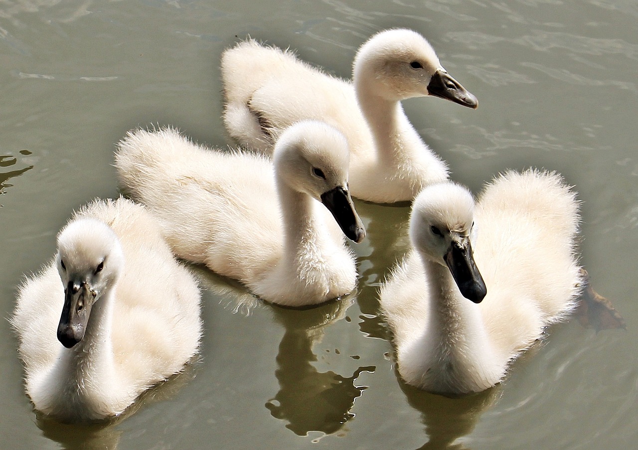 swan baby swan baby swans free photo