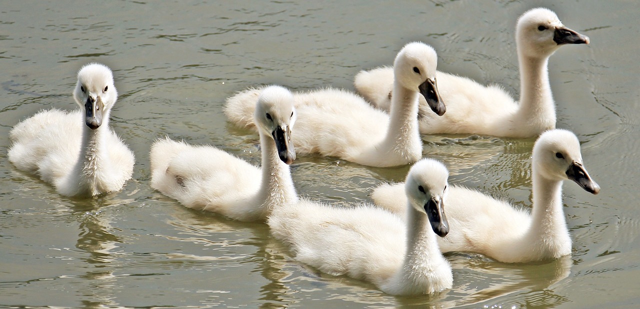 swan baby swan baby swans free photo