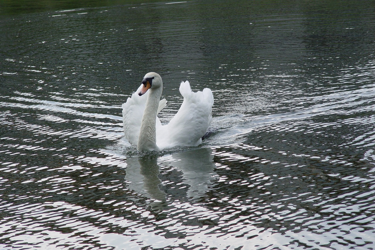 swan bird white free photo