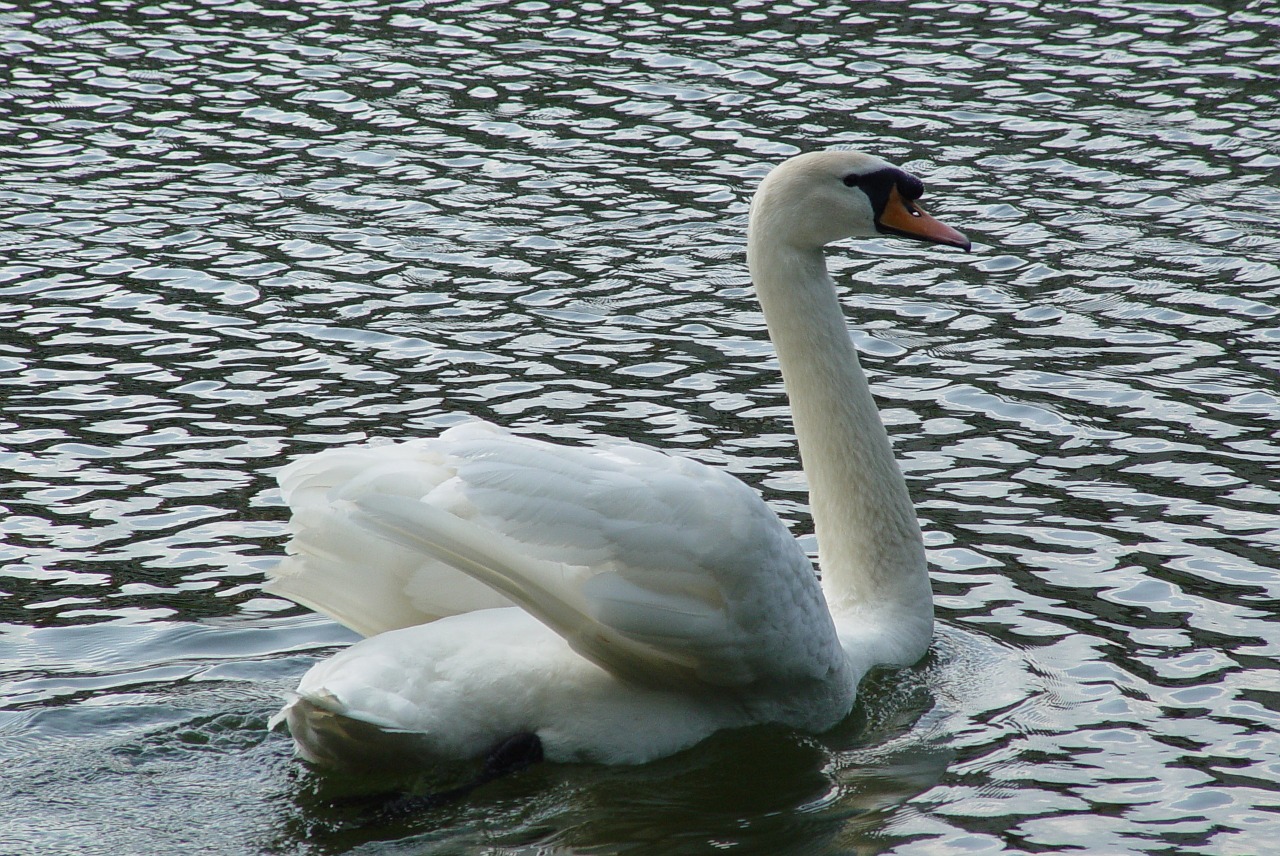 swan bird white free photo