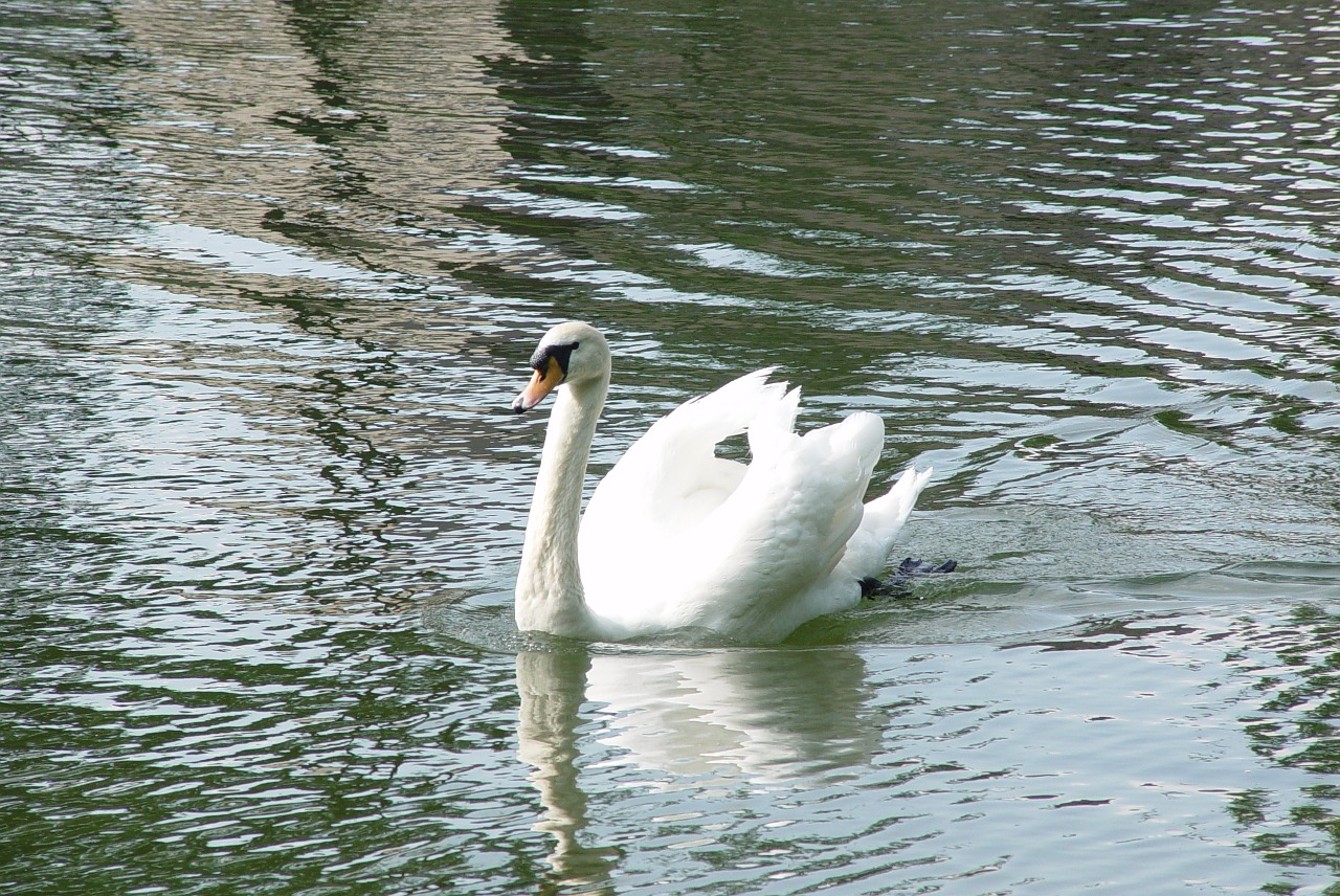 swan bird white free photo