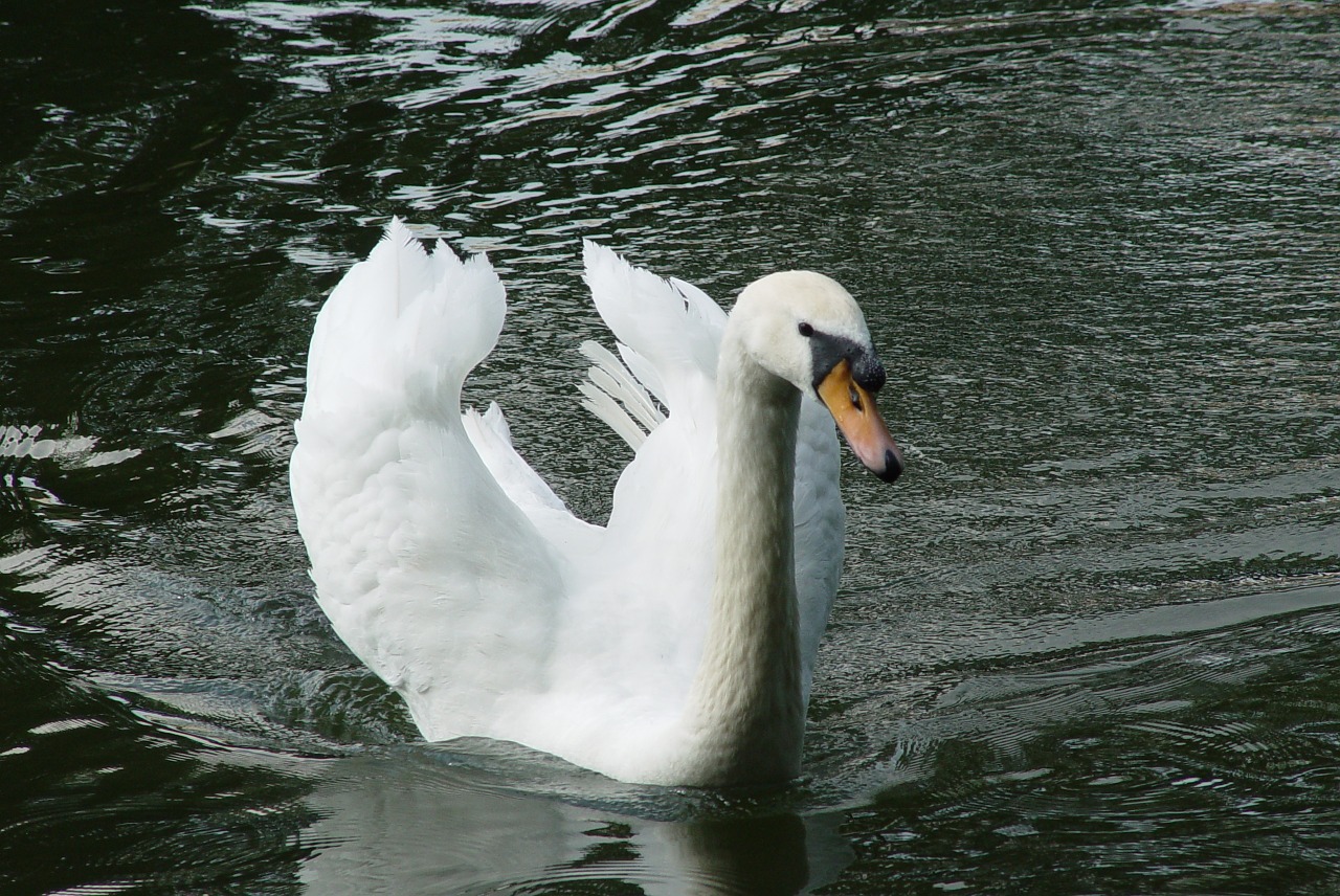 swan bird white free photo