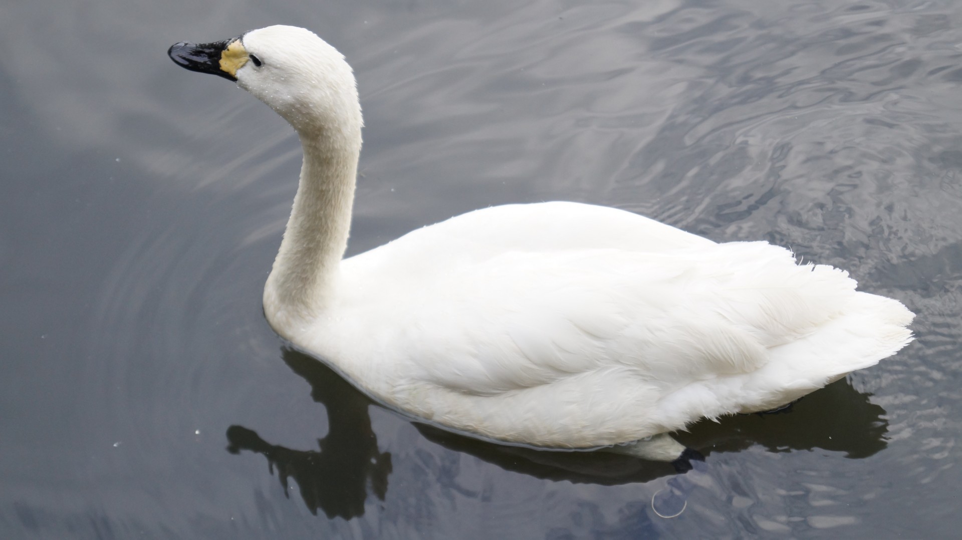 swan nature swimming free photo