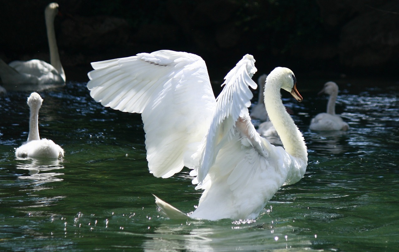 swan garda italy free photo