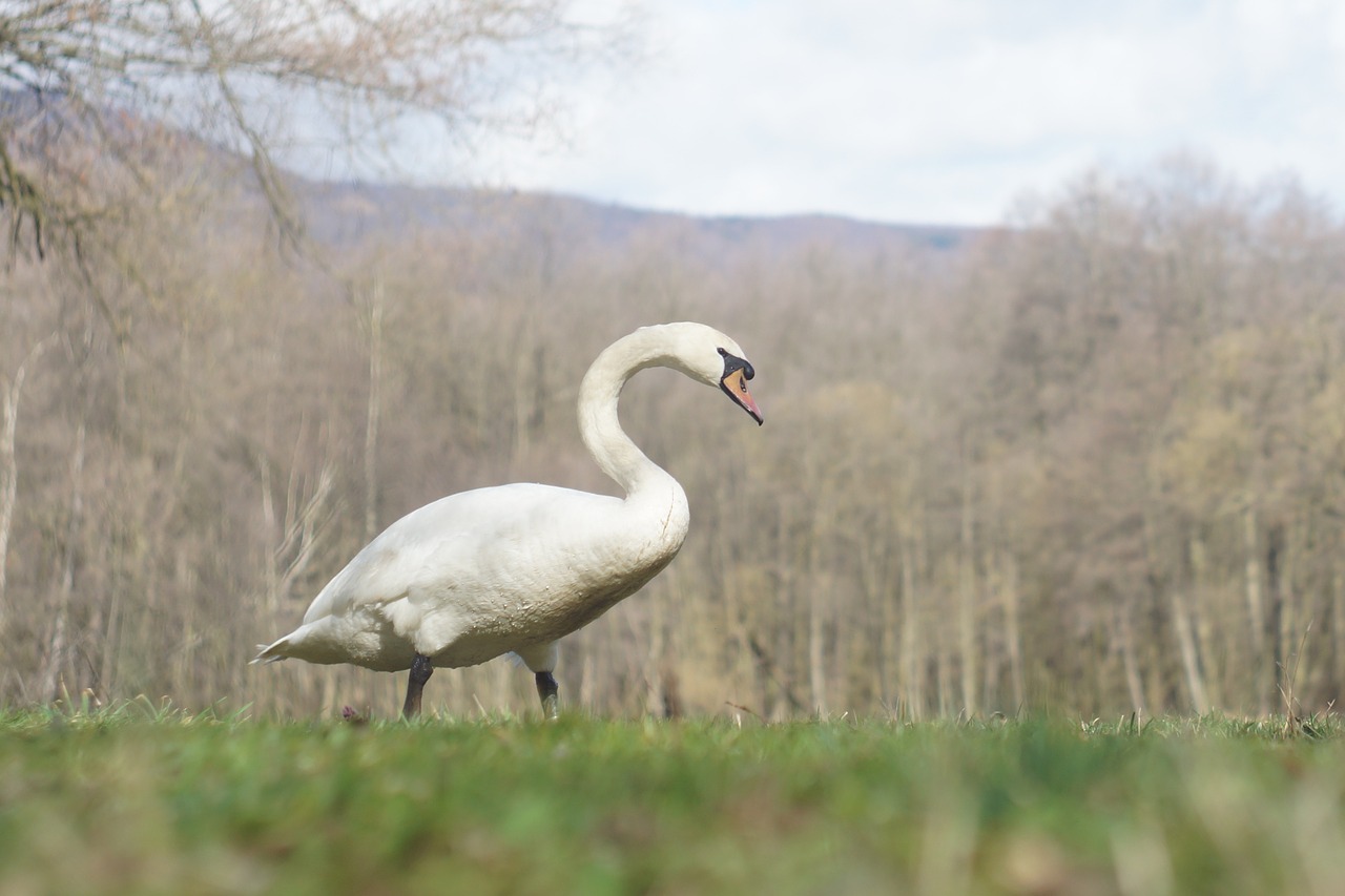 swan bird nature free photo