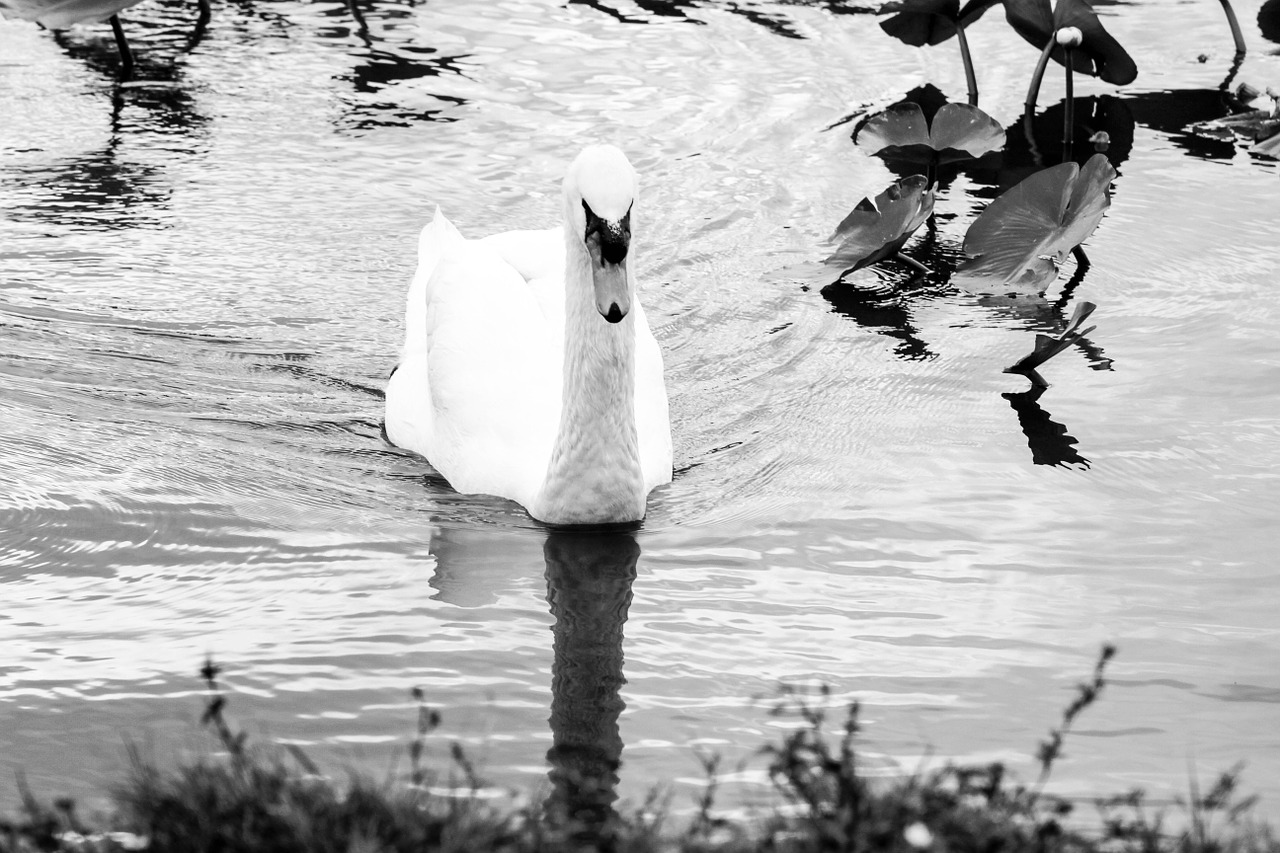 swan lake water free photo