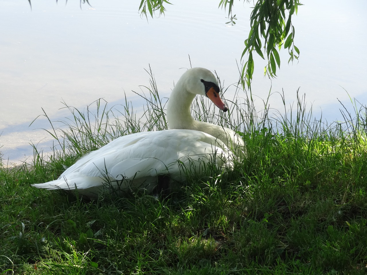 swan meadow bank free photo