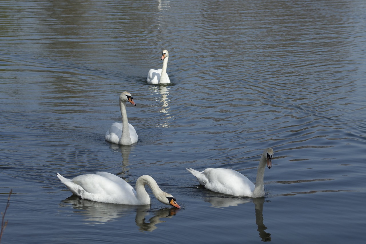 swan lake bird free photo