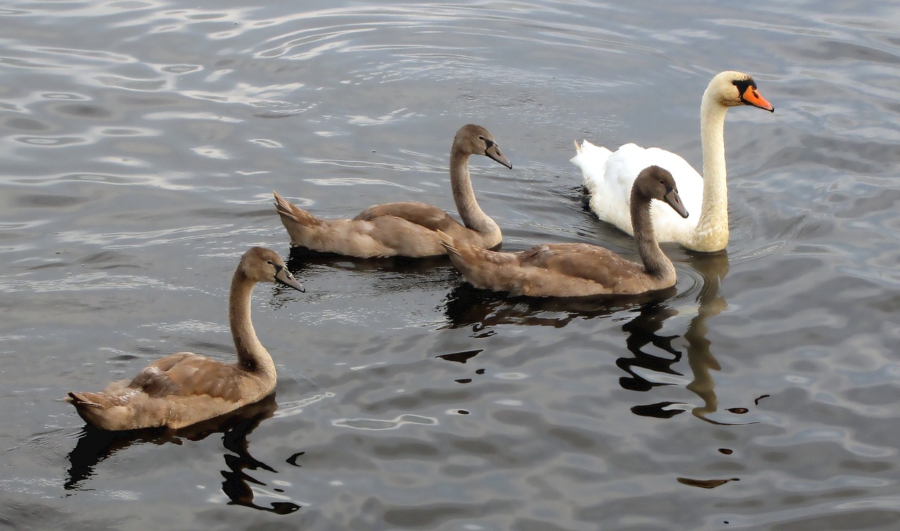 swan swans animals free photo
