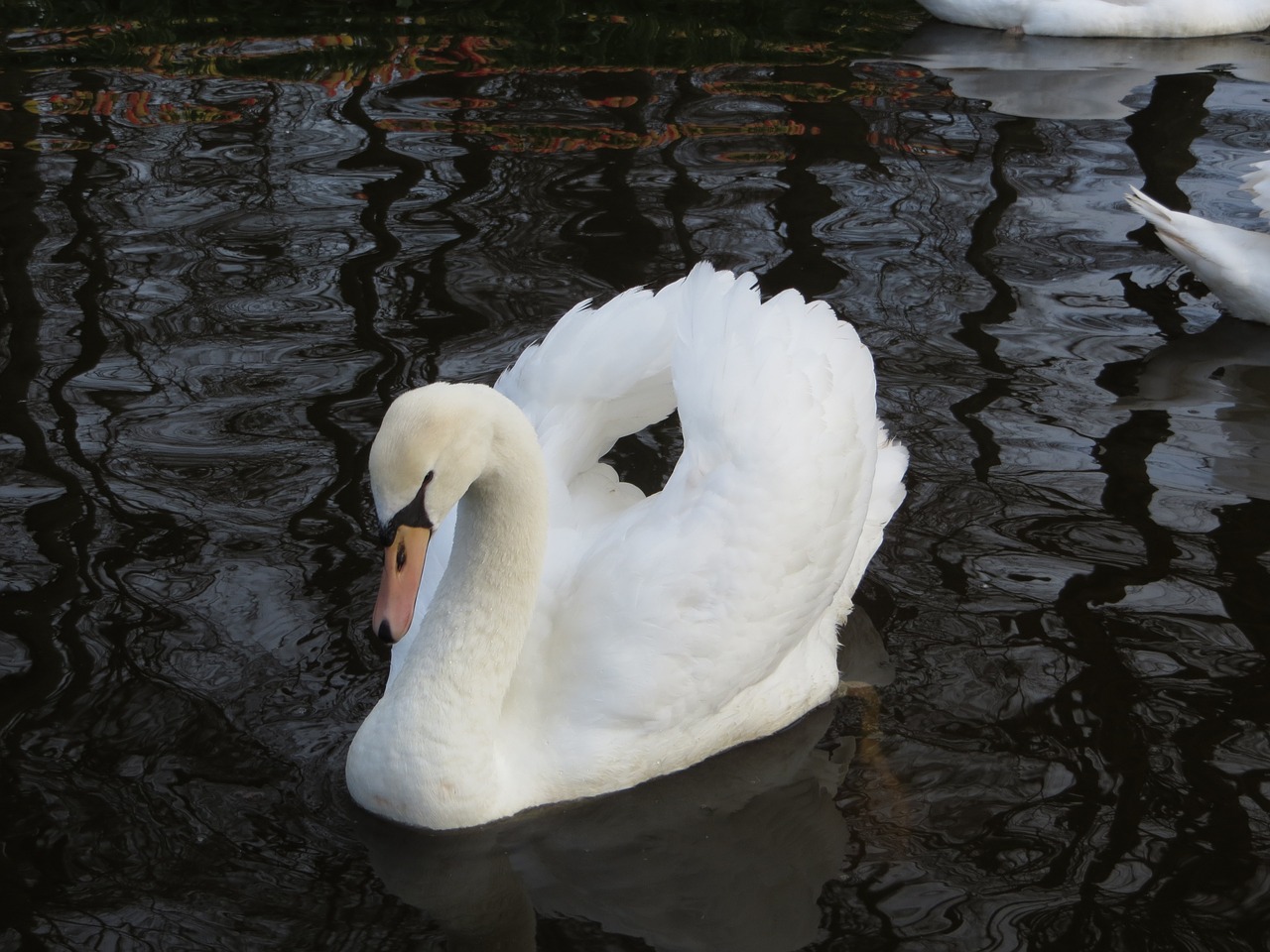 swan nature waterfowl free photo