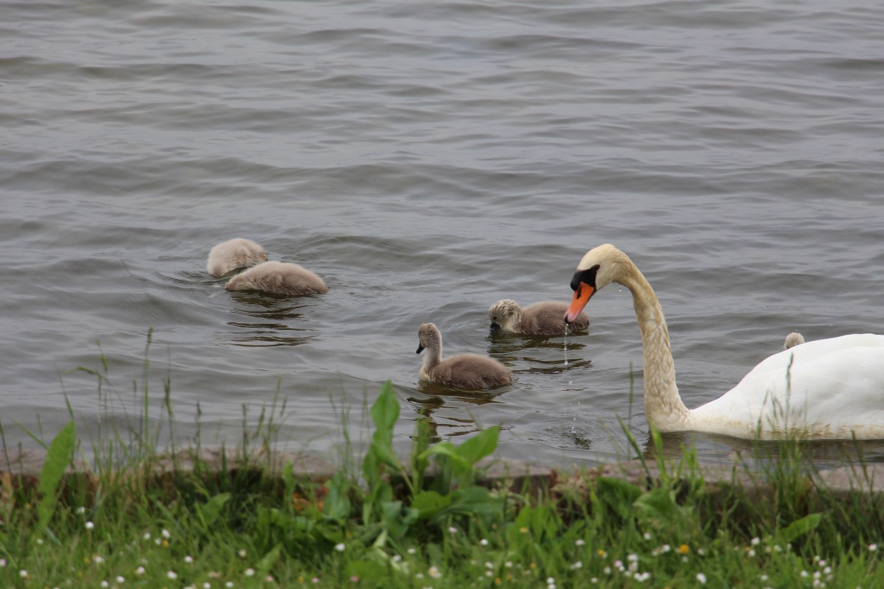 swan nature animal free photo