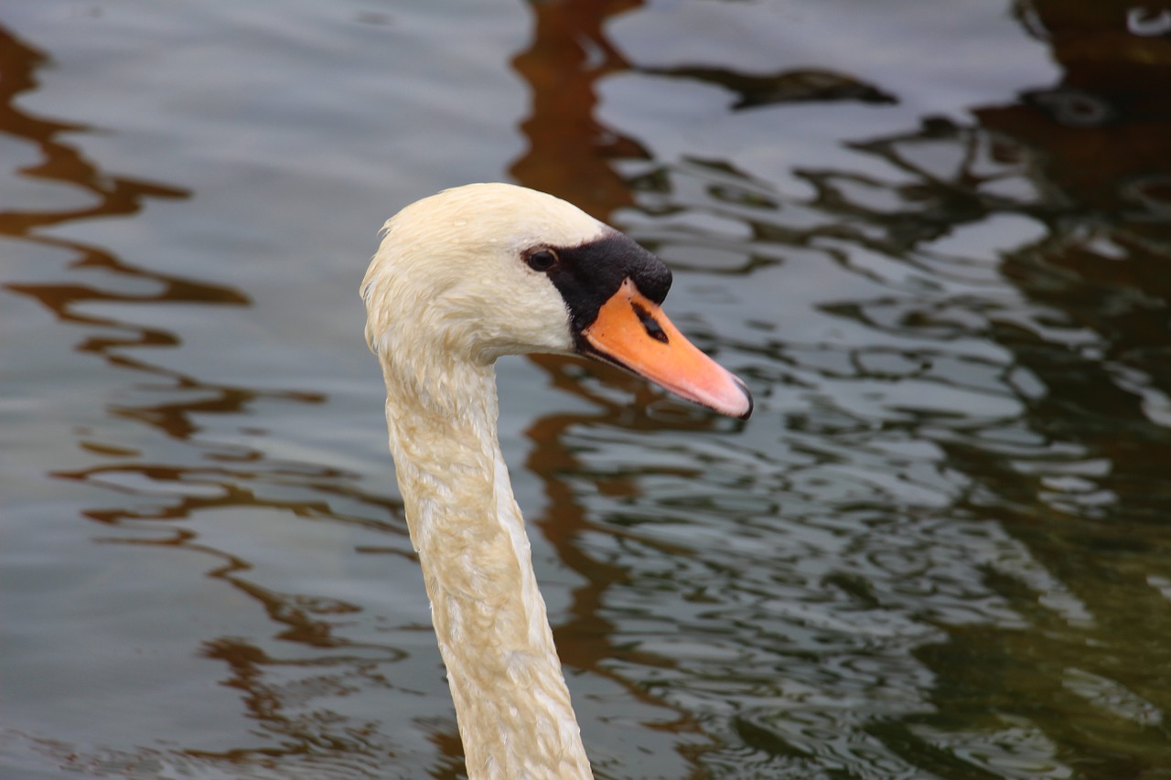 swan animal water bird free photo