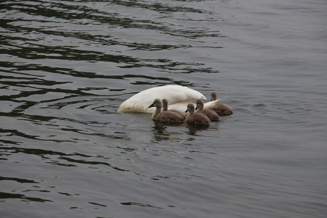 swan nature animal free photo