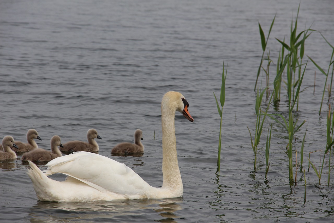 swan nature animal free photo