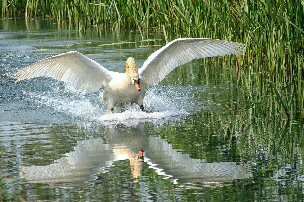 swan lake water free photo