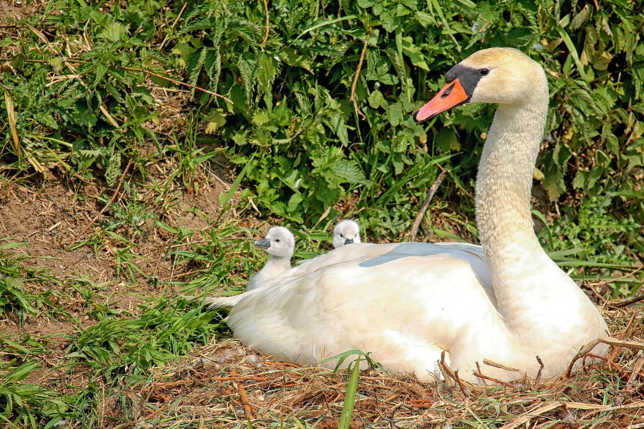 swan baby swans waterfowl free photo