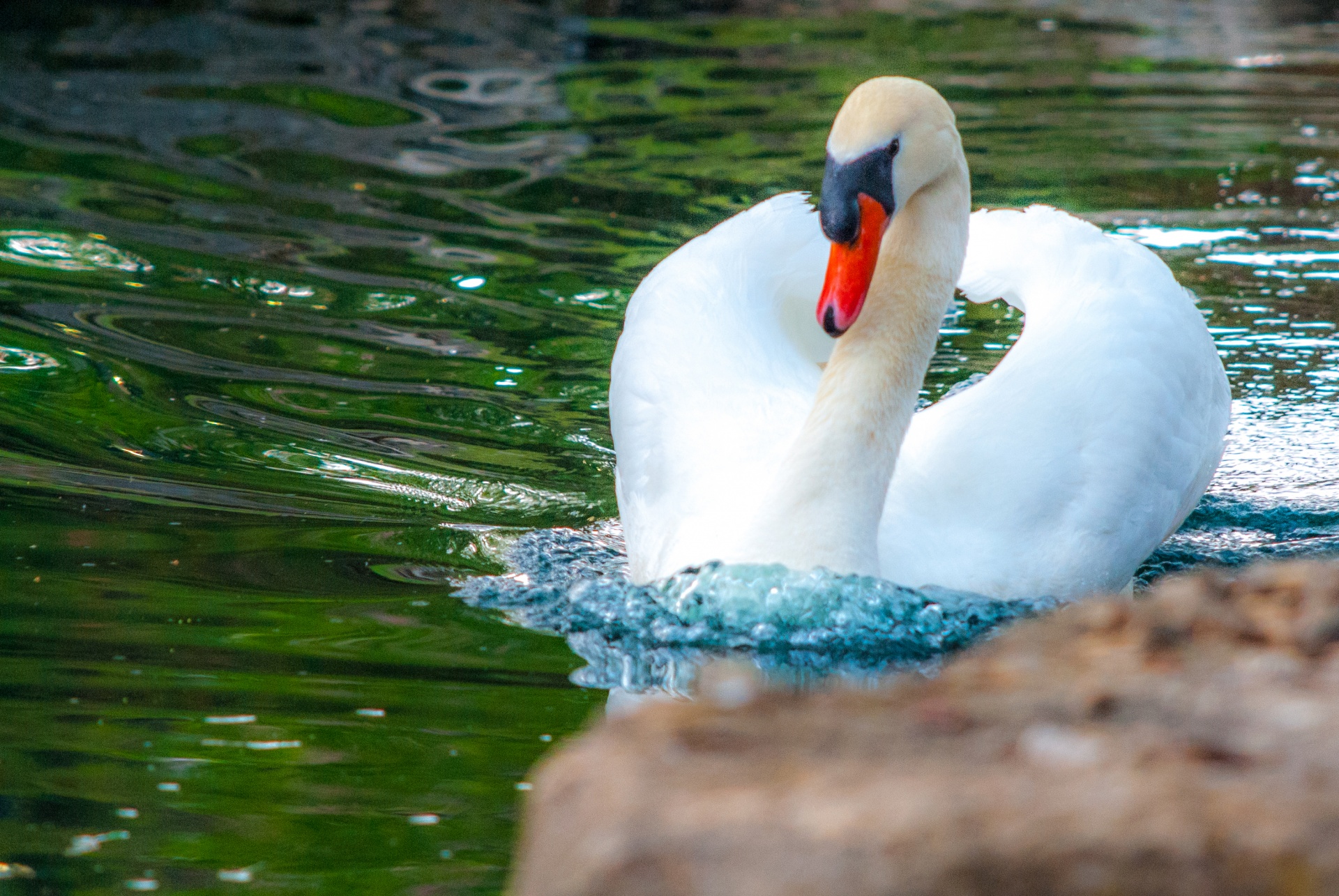 pond water swan free photo