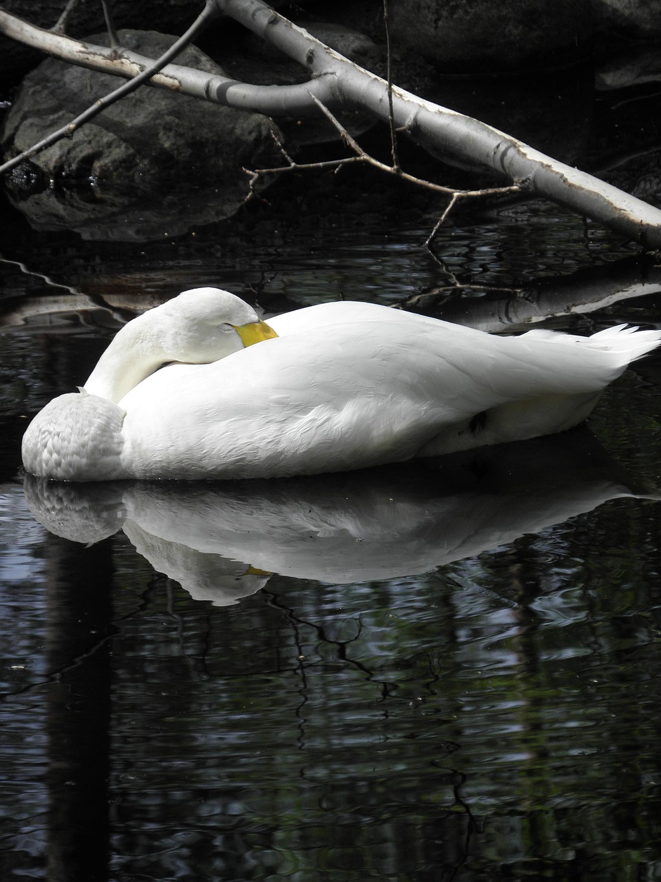 swan pond branch free photo