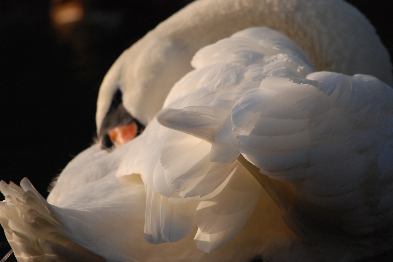 swan bird feathers free photo