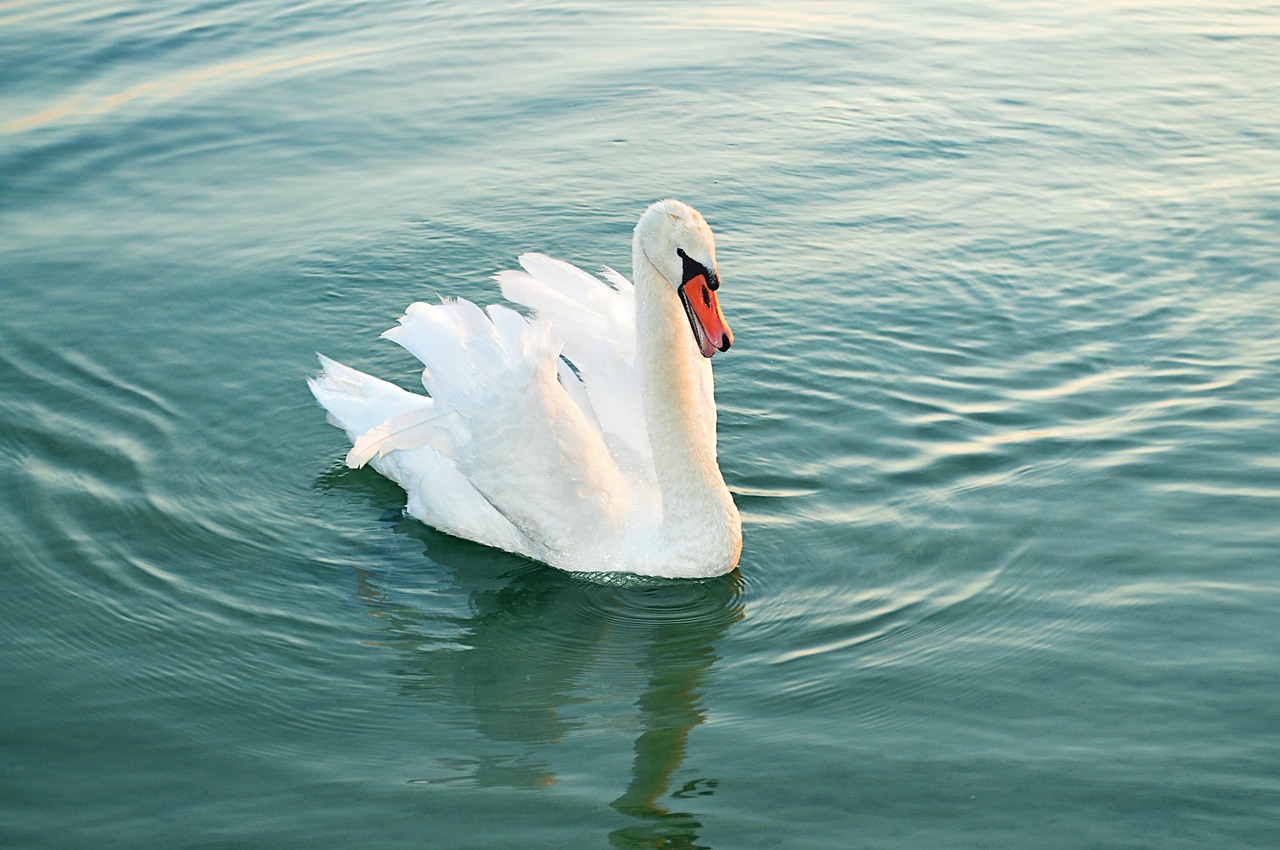 swan water bird animal free photo