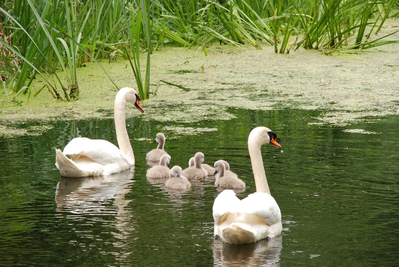 swan bird chicks free photo