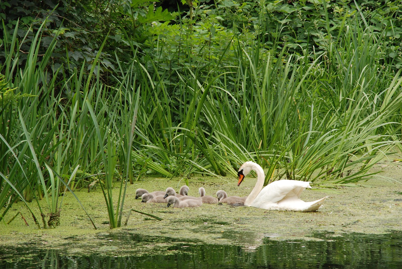 swan bird chicks free photo