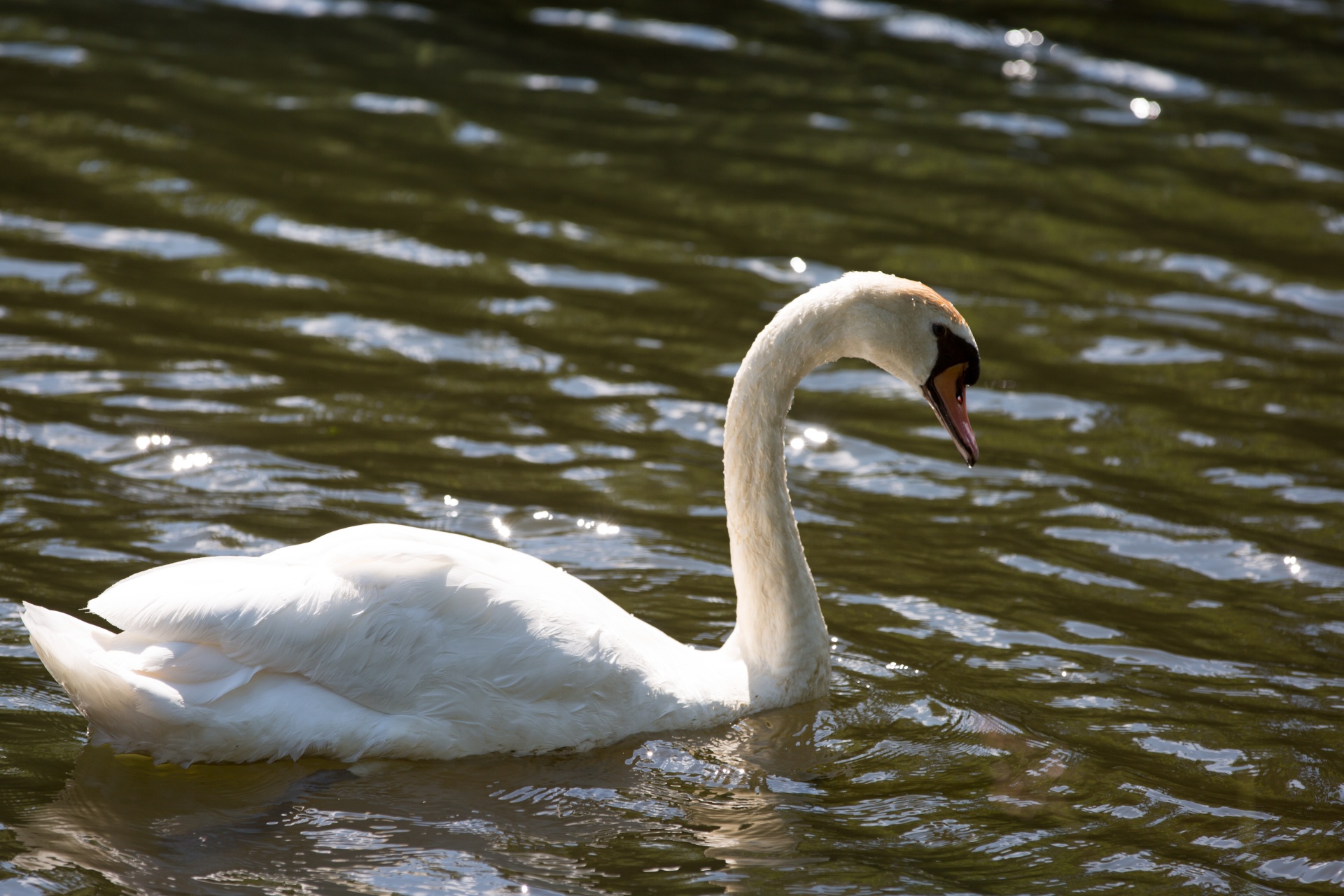 swan bird calm free photo