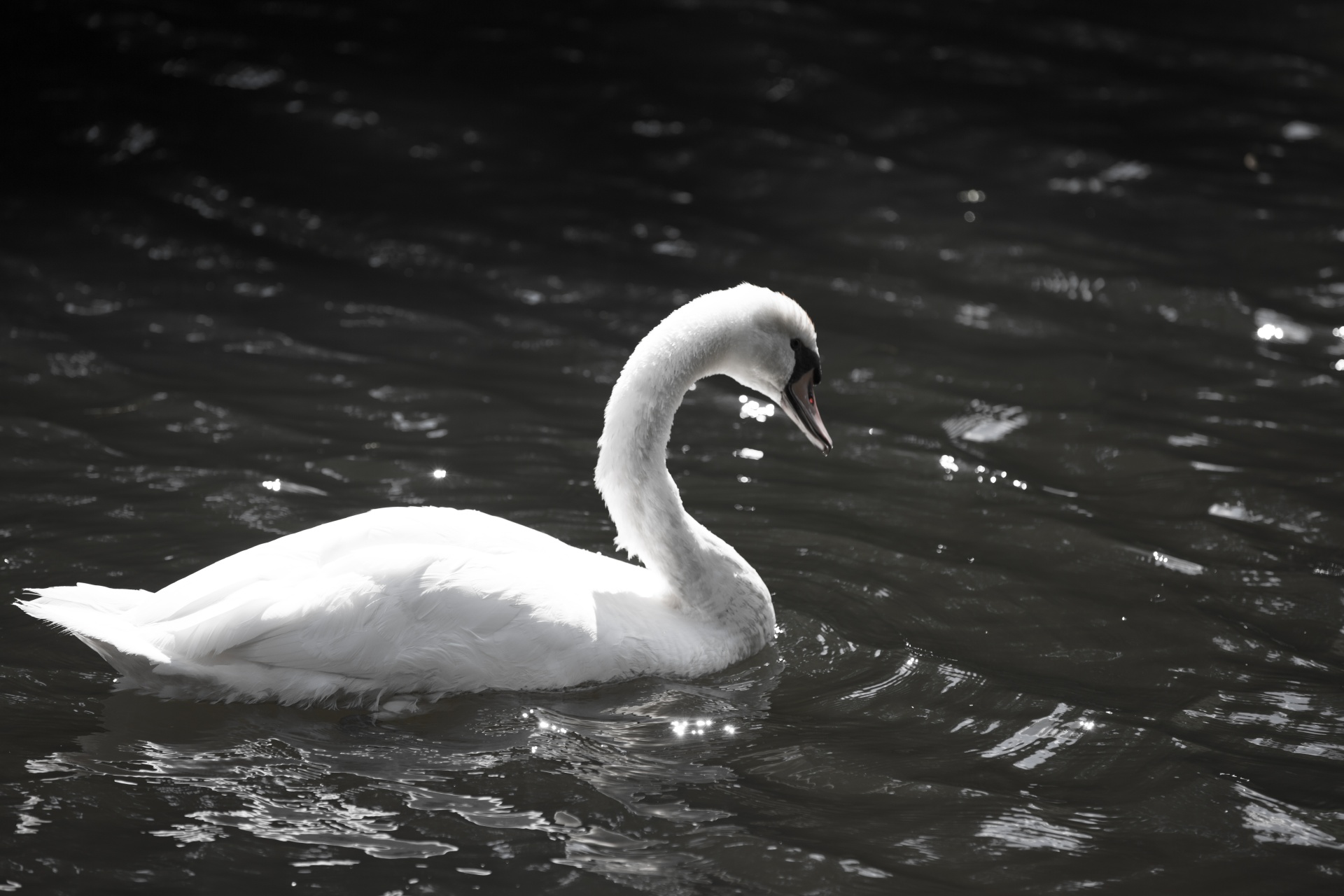 swan bird calm free photo