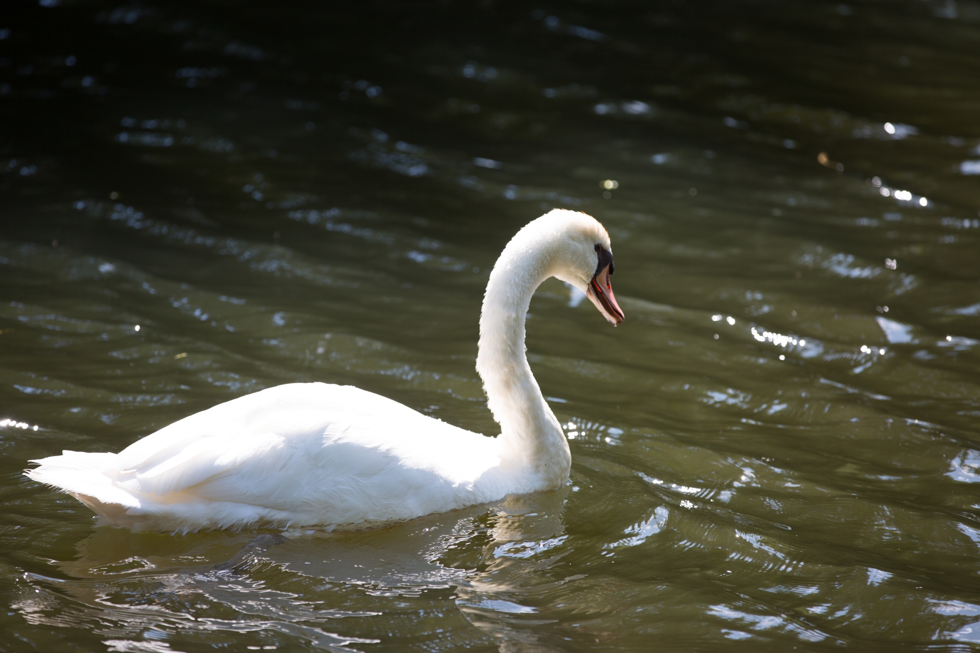 swan bird calm free photo