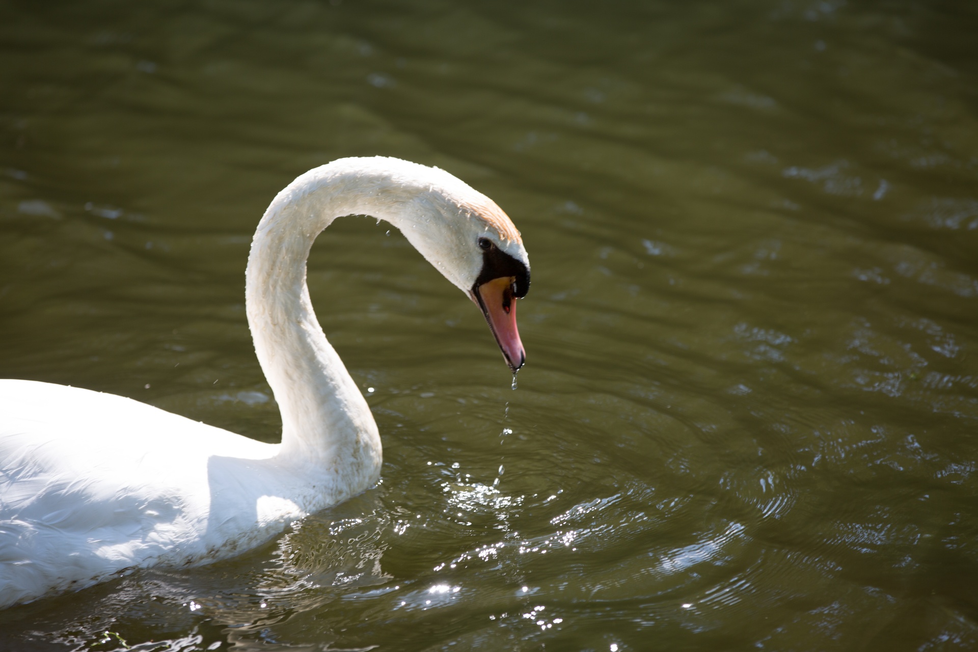 swan bird calm free photo