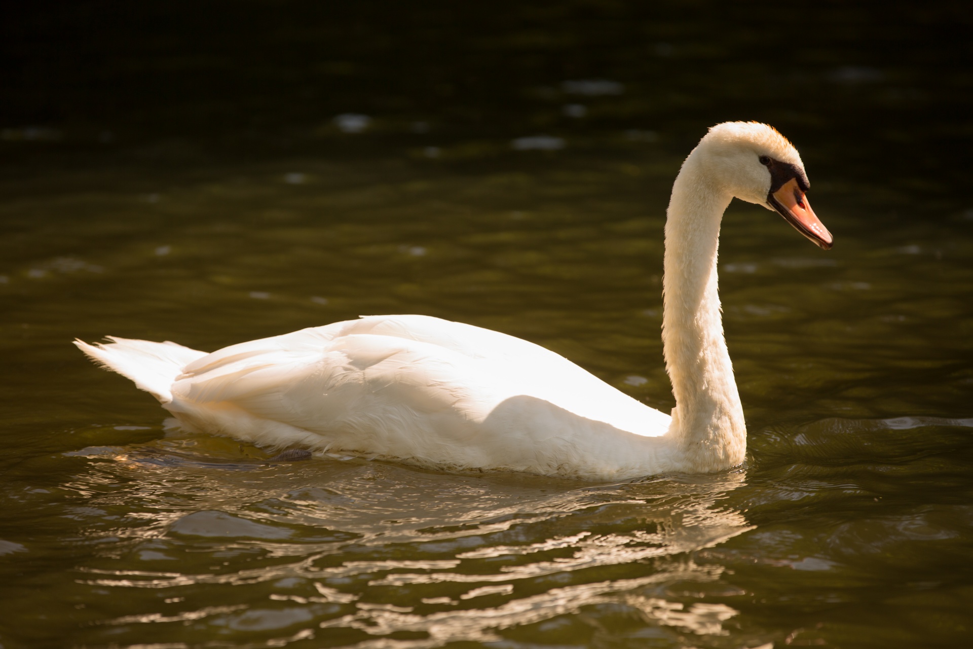 swan bird calm free photo